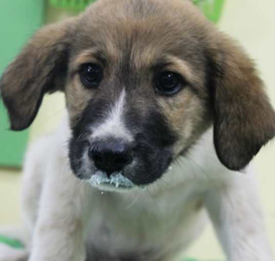Photo of Vito