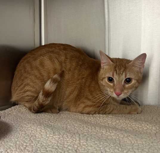 Photo of Figaro