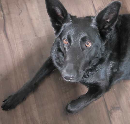 Photo of Sable