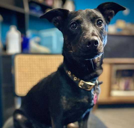 Photo of BlackJack