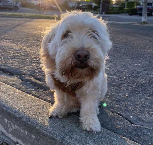 Photo of Simba