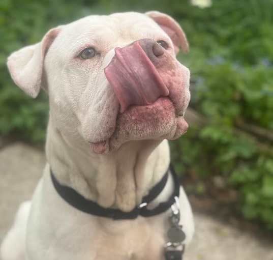 Photo of Waffles