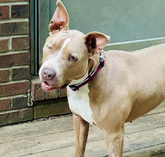 Photo of Butterscotch ~ meet me!