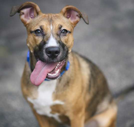 Photo of Mocha