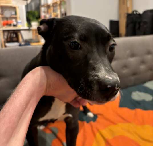 Photo of Pebbles