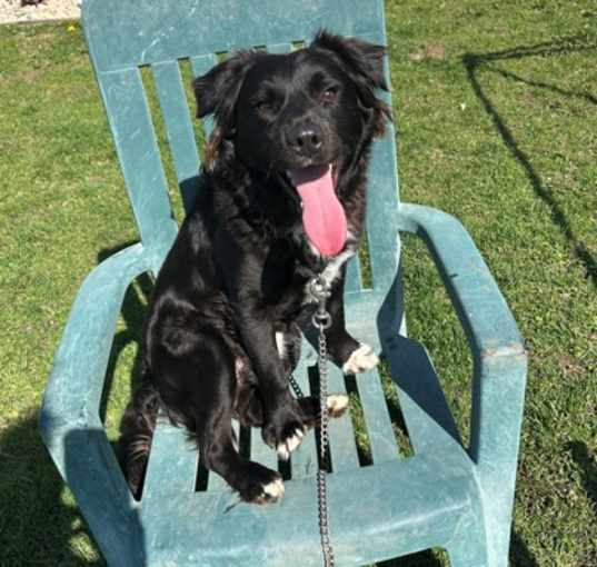Photo of Dexter