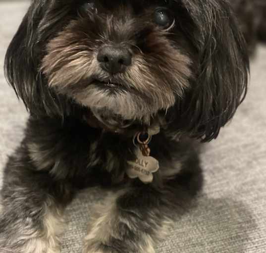Photo of Molly