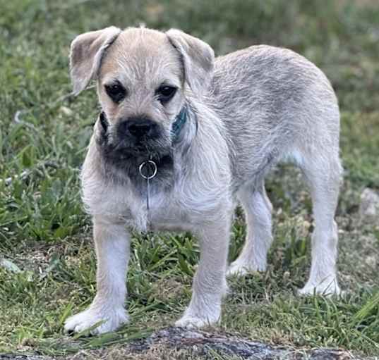 Photo of DOB 12/15/24 Winston
