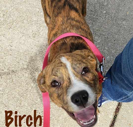 Photo of Birch