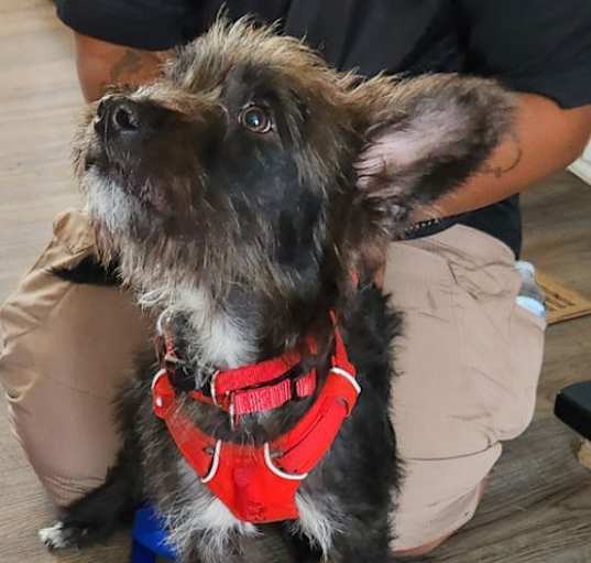 Photo of Jock *Adopt or Foster*