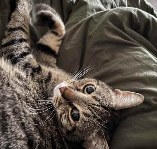 Photo of Cosmo