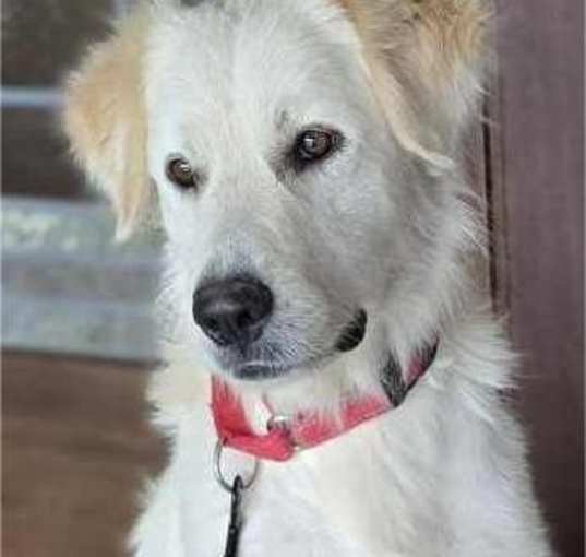 Photo of Gracie