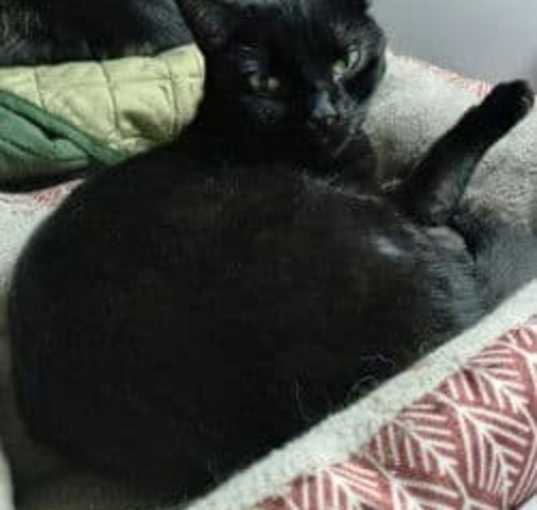 Photo of Cooper