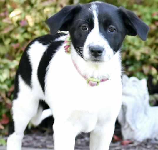 Photo of PUPPY MIMI