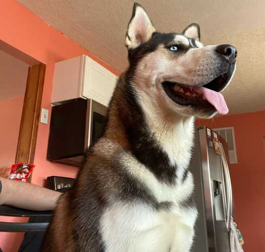 Photo of Thor