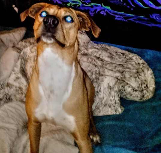 Photo of Mojo