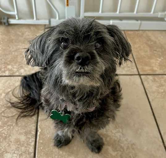 Photo of Rosie
