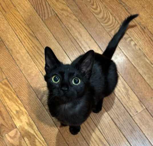 Photo of Litten