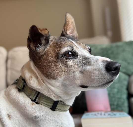 Photo of Jax