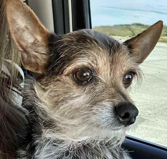 Photo of Cooper