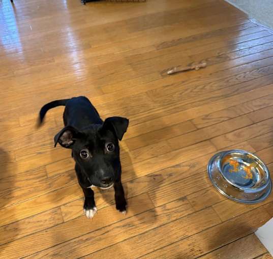 Photo of Penny