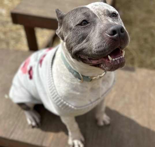 Photo of Cookie