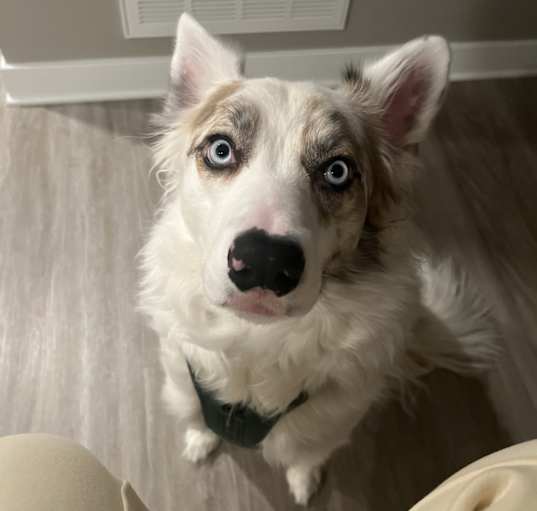 Photo of Opie