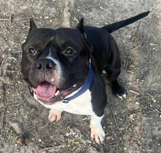 Photo of Meatball