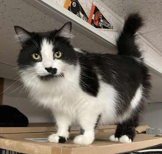 Photo of Smudge
