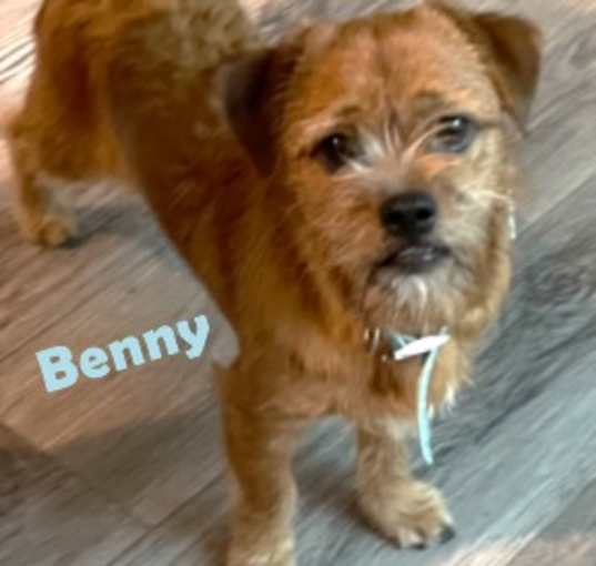 Photo of Benny #your-very-own-Toto