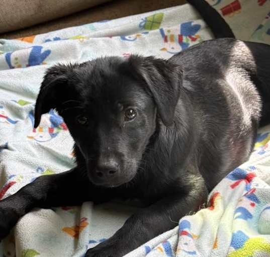 Photo of Pixel