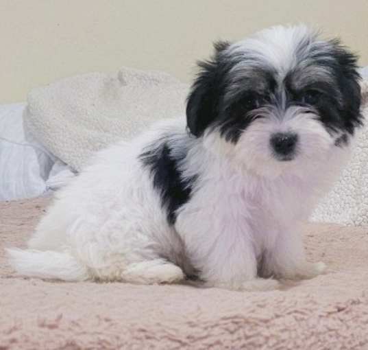 Photo of MOLLY