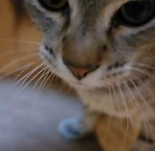 Photo of Blaze