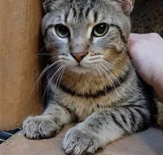 Photo of Copper