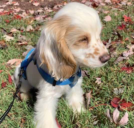 Photo of Max