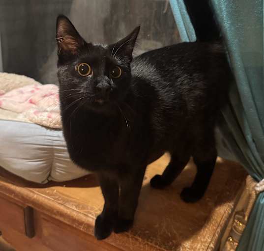 Photo of Scout
