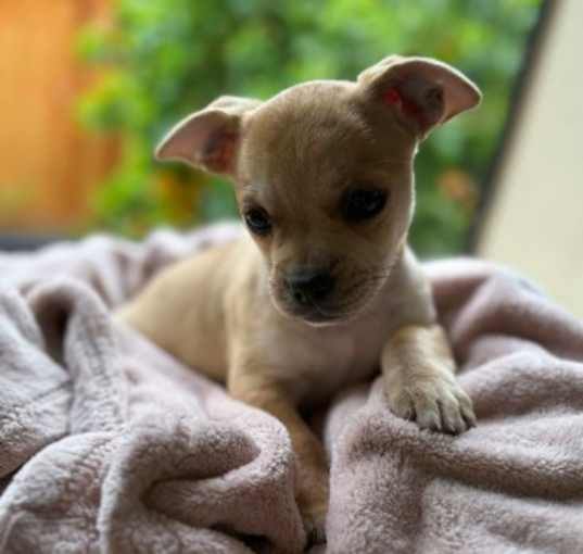 Photo of Nibbles