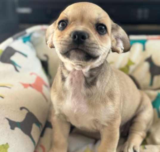 Photo of Nobu