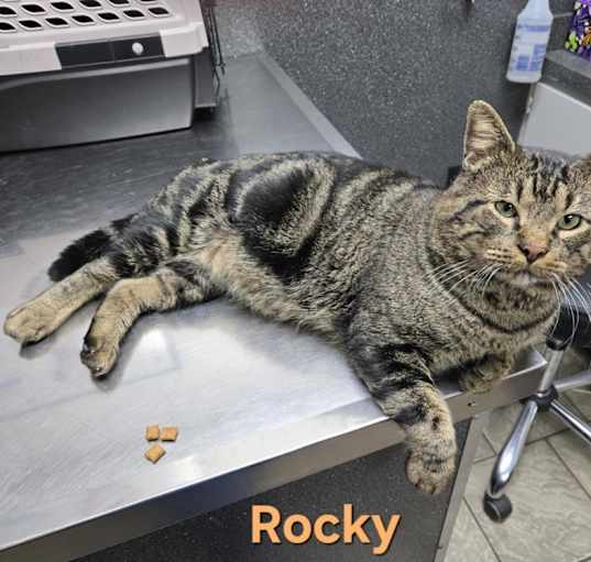 Photo of Rocky