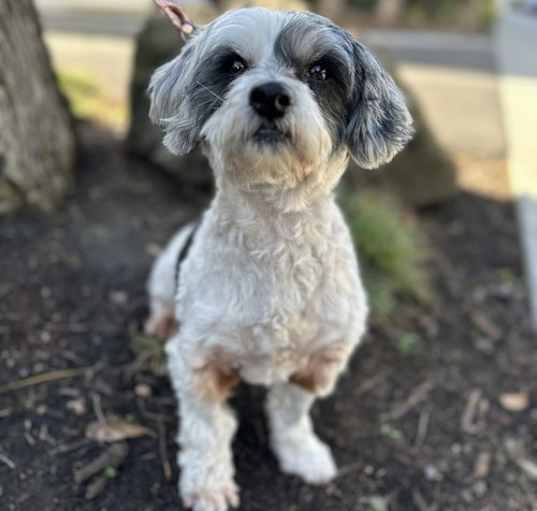 Photo of Lumi