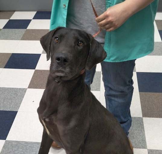 Photo of Rosco