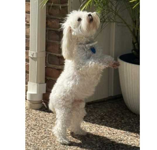 Photo of Thor