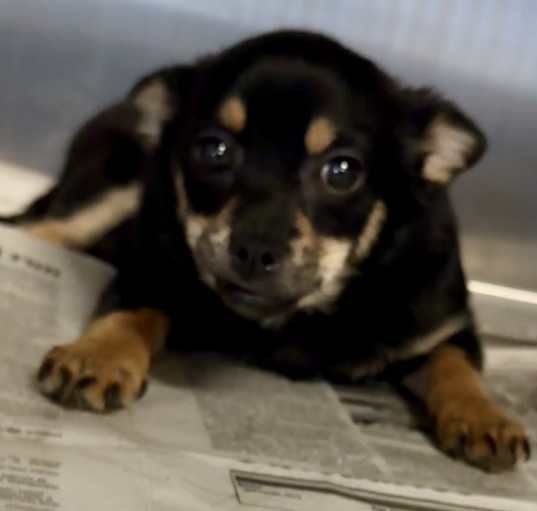Photo of Chihuahua Mix Cha Cha