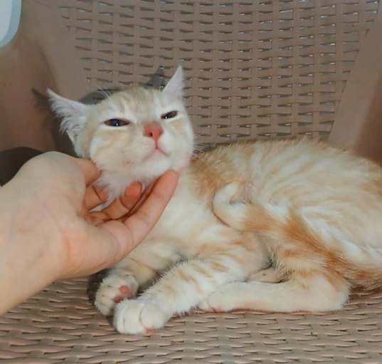 Photo of Lily