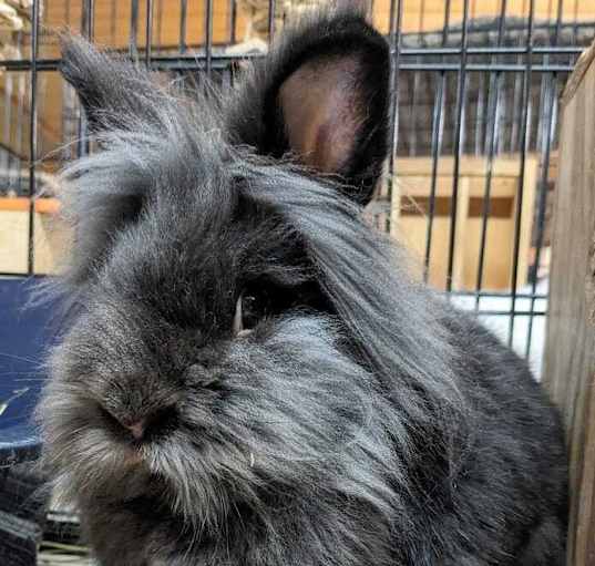 Photo of Noir (bonded to Pinot)