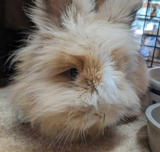 Photo of Pinot (Bonded to Noir)