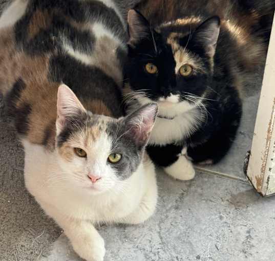 Photo of Pumpkin & Willow