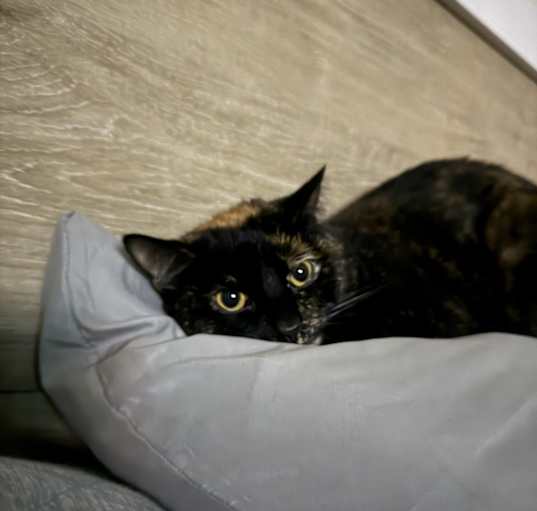 Photo of Peanut