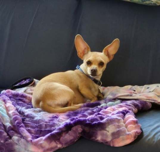 Photo of Dolce
