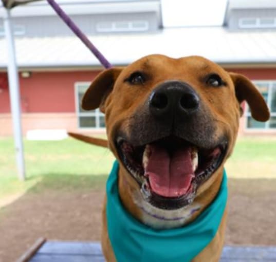 Photo of Buddy